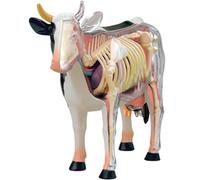 Generico Modello di anatomia della mucca 4D, esemplare di scheletro animale, biologia staccabile, 29 parti per l'insegnamento della scuola di formazione veterinaria