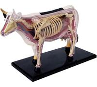 Generico Modello di Anatomia della Mucca, Modello di Anatomia di Visione 4D aiuti didattici Modello di insegnamento Medico Biologico Animale dell'anatomia dell'organo della Mucca