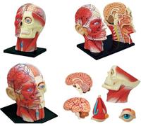 Generico Modello di Anatomia della Testa Umana 4D, Modello Didattico Medico dei Muscoli, Nervi e Organi della Testa Umana, 14 Parti Smontabili con Supporto Espositivo