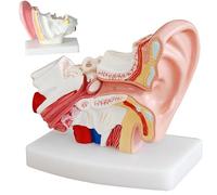 Generico Modello di Anatomia dell'orecchio Umano 1.5X, Modello anatomico dell'orecchio 3D con visualizzazione ingrandita dei Modelli di Orecchio Esterno, Medio e Interno con Base