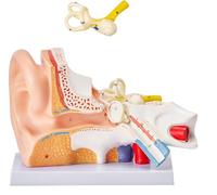 Generico Modello di Anatomia dell'Orecchio Umano - Modello di Orecchio Umano Ingrandito 5 Volte, Design Smontabile con Numeri Indicati e Base, Modello di Simulazione dell'Articolazione