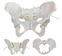 Generico Modello di Anatomia pelvica Femminile a grandezza Naturale con Bande Elastiche - Modello Flessibile di Bacino Femminile su Elastico per l'ostetricia e la Comunicazione con Le pazienti