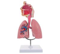 Generico Modello di anatomia polmonare della gola della cavità nasale, 1/2 modello di organi del sistema respiratorio della laringe della testa umana a grandezza naturale per la fisiologia,1Pcs