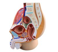 Generico Modello di Anatomia riproduttiva del Bacino a grandezza Naturale 1:1, Modello sagittale del Bacino Maschile e Femminile, Modello di Utero genitourinario per Lo Studio e l'insegnamento,Male