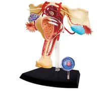 Generico Modello di Anatomia riproduttiva Femminile 4D, Modello del Sistema genitourinario Femminile Staccabile in 19 Parti per Lo Studio, la visualizzazione e l'insegnamento del Modello Medico