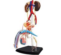 Generico Modello di anatomia riproduttiva maschile 4D Modello di organi del corpo umano Sistema riproduttivo maschile per la scienza Aula medica Studio Insegnamento e dis