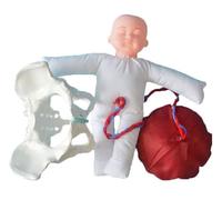 Generico Modello di Bacino dimostrativo del Parto - Modello di Bacino Femminile del Parto con Bambino, cordone ombelicale, Placenta, Modello di Anatomia didattica di ginecologia