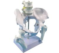 Generico Modello di Bacino Femminile Flessibile a Grandezza Naturale con Modello di Bambino, con Colonna Lombare a Due Sezioni per Strumenti Educativi sul Parto, Ostetricia