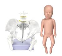 Generico Modello di bacino femminile flessibile a grandezza naturale con modello di bambino, inclusi femori e articolazioni, strumenti e materiali per l'educazione al parto, anatomia