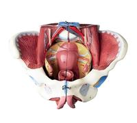 Generico Modello di bacino femminile umano con muscoli del pavimento pelvico, a grandezza naturale, 4 parti, vasi nervosi e riproduttivi, organi rimovibili, insegnamento di fisiologia e istruzione