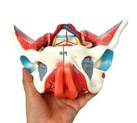 Generico Modello di Bacino Umano Femminile a grandezza Naturale con Muscoli del Pavimento pelvico, vasi nervosi e apparato riproduttivo, organi Rimovibili in 4 Parti per la didattica