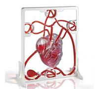 Generico Modello di Battito Cardiaco E Circolazione Sanguigna, Modello Didattico Medico del Cuore in 3D, con Pompa A Sfera, for Dimostrazioni Scientifiche E Ricerche Mediche in Aula