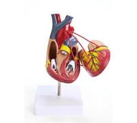 Generico Modello di Bypass Cardiaco Umano 1:1, Modello di Cuore Umano a grandezza Naturale, Modello di Anatomia degli organi Umani per l'insegnamento dell'educazione Medica
