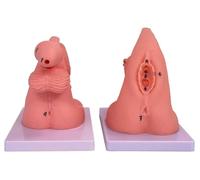 Generico Modello di cateterismo a 2 Pezzi, Modello di cateterismo Maschile e Femminile Genitali Interni ed Esterni, Modello anatomico in PVC Pratica Infermieristica e insegnamento clinico