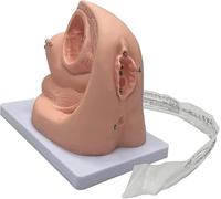 Generico Modello di cateterismo Interno ed Esterno Femminile, Modello di insegnamento del manichino in PVC per la Pratica Medica di Traning, Aiuto alla Formazione educativa in ginecologia