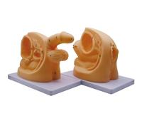 Generico Modello di cateterismo maschile e femminile Modelli anatomici Modello di anatomia dei genitali interni esterni in PVC per l'insegnamento clinico medico