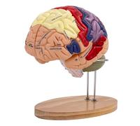 Generico Modello di cervello umano 2X a grandezza naturale, insegnamento delle neuroscienze con etichette Modello di anatomia per l'apprendimento delle scienze Modello didattico di studio in classe