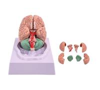 Generico Modello di cervello umano in 8 parti a grandezza naturale, modello cerebrale per neuroscienze, arterie con codice colore, modello anatomico di insegnamento del cervello
