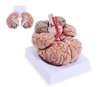 Generico Modello di Cervello Umano in 8 Parti a grandezza Naturale, Modello di Cervello per Le neuroscienze, arterie codificate a Colori, Modello di Cervello anatomico per l'insegnamento