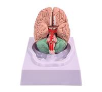 Generico Modello di cervello umano, modelli cerebrali in 8 parti Modello anatomico del cervello umano a grandezza naturale con base del display e arteria con codice colore per il display di studio