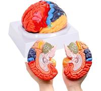 Generico Modello di Cervello Umano per l'Insegnamento delle Neuroscienze con Etichette, Modello Anatomico a Grandezza Naturale, 2 Parti Staccabili, Suddiviso e Colorato per lo Studio