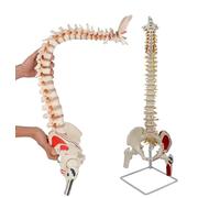 Generico Modello di colonna vertebrale umana, modello anatomico flessibile della colonna vertebrale da 30 pollici, con origini muscolari e punti di inserzione dipinti a colori, teste del femore