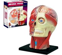 Generico Modello di cranio medico di anatomia della testa umana 4D, modello di anatomia del tessuto cerebrale per la formazione medica