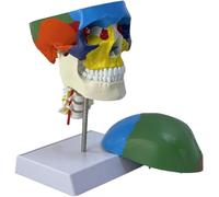 Generico Modello di cranio umano colorato con vertebre cervicali, modello anatomico del cranio a grandezza naturale 1:1, forniture mediche per l'insegnamento scientifico in aula