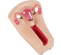 Generico Modello di Formazione e contraccezione intrauterina Femminile - simulatore di IUD Modello di Pratica Medica per la Formazione degli Studenti di ostetricia e ginecologia.