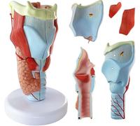 Generico Modello di gola umana ingrandito 2X, modello anatomico 3D della laringe in 5 parti Osso della cavità dei muscoli laringei con base in PVC numerata e rimovibile etichettata