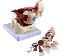Generico Modello di insegnamento del bulbo oculare 3D, Modello anatomico dell'occhio con ingrandimento di 3 Volte, Modello di Anatomia del bulbo oculare Staccabile per l'insegnamento Medico