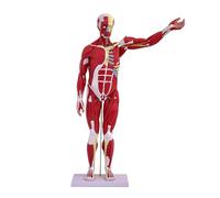 Generico Modello di muscolo di anatomia umana, 27 parti 1/2 a grandezza naturale 33" modello di muscolo umano e organo con organo rimovibile, modello anatomico del muscolo cricofaringeo