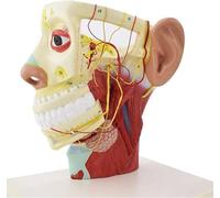 Generico Modello di nervo della testa, modello del nervo della testa umana Modello neuroanatomico del cranio Dodici paia di modelli di nervi cranici per la chirurgia plastica,didattico