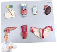 Generico Modello di Organo Endocrino Umano, Sistema Digestivo in PVC, Ipofisi, Tiroide, Ghiandola Surrenale, Testicolo, Pancreas, Ghiandola Paratiroidea, Modello Ovarico per Strumento