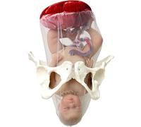 Generico Modello di parto femminile Modello di formazione ostetrica con bambino separabile e bacino con bambola/con cordone ombelicale/amnio con placenta per l'insegnamento della ginecologia