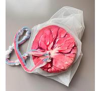 Generico Modello di Pelvi Femminile per il Parto Dimostrazione del Parto Modello Pelvico con Placenta, Cordone Ombelicale e Membrana Fetale per Studio, Esposizione e Insegnamento,A