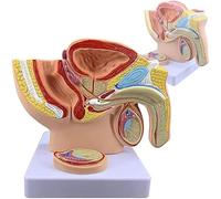 Generico Modello di pelvi maschile con prostata, modello di anatomia genitale maschile, modello di anatomia del sistema riproduttivo maschile 1:2 per lo studio e l'insegnamento