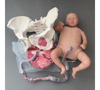 Generico Modello di Pelvi per Dimostrazione del Parto, Simulatore del Parto 5 in 1 Modello Anatomico Pelvico Include Modelli di Bambino, Amnio, Cordone Ombelicale, Pelvi, Placenta