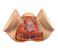 Generico Modello di perineo femminile, modello di bacino femminile a grandezza naturale 1:1, modello di anatomia ginecologica, modello di anatomia genitale femminile
