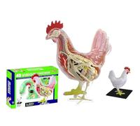 Generico Modello di pollo con visione 4D, kit di modelli di scheletro e anatomia di pollo, modello di animale scientifico anatomico staccabile in 32 parti, kit di giocattoli per l'assemblaggio