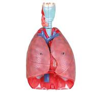 Generico Modello di polmone Umano a grandezza Naturale, Modello di Sistema respiratorio con 51 Parti, 7 Parti Rimovibili con polmoni, Cuore, laringe, Trachea e vasi per Lo Studio Medico