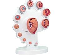 Generico Modello di processo di Crescita dell'organo del feto 4D, Modello di Sviluppo dell'embrione uterino del feto, Modelli di Scienza di Anatomia Umana del Modello di Crescita dell'organo