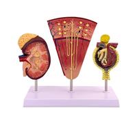 Generico Modello di rene umano, modello anatomico della struttura renale del nefrone glomerulo ingrandito in 3 parti con scheda manuale del prodotto di base per l'educazione Consultazione