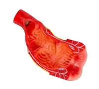 Generico Modello di Retto e Canale Anale, Modello del Sistema Digestivo Umano in Materiale PVC Ecologico per Display Dipartimento Anorettale Aiuti Didattici
