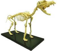 Generico Modello di scheletro canino, modello di scheletro di cane con cranio e coda rimovibili per esposizione in laboratorio, lezioni di scienze mediche, biologia e veterinaria