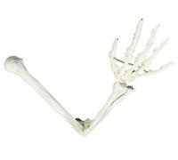 Generico Modello di Scheletro del Braccio - Modello delle Ossa degli Arti Superiori - Include Tutte le Ossa del Braccio e la Mano Articolata per Dimostrazioni Scientifiche e Insegnamento