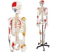 Generico Modello di Scheletro Umano, a Grandezza Naturale, Riproduzione di Scheletro di 70'' con Nervi Spinali, Punti di Inserzione e Origine Muscolare, Legamenti Articolari, Include Supporto