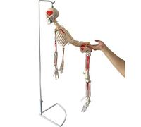 Generico Modello di scheletro umano dipinto, replica di scheletro sospeso di 33,4", colorazione muscolare bilaterale, mostra la colonna vertebrale, le radici nervose, le arterie spinali