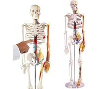 Generico Modello di Scheletro Umano per Anatomia, 33,5'', Modello di Scheletro Umano a Mezzo Vita con NERVI, VENE, ARTERIE, CUORE, Teschio e Arti Rimovibili per lo Studio