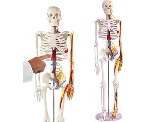 Generico Modello di Scheletro Umano per Anatomia, 33,5'', Modello di Scheletro Umano a Mezzo Vita con NERVI, VENE, ARTERIE, CUORE, Teschio e Arti Rimovibili per lo Studio